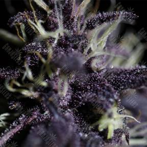 Семена ганжа Auto Dark Purple feminised Ganja Seeds