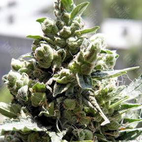 Семена Crystal Candy feminised Sweet Seeds