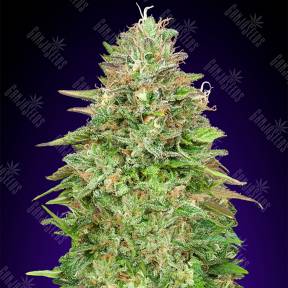Семки Critical Poison Fast Version feminised 00 Seeds