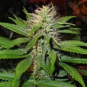 Семена марихуаны Magic Bud feminised Paradise Seeds