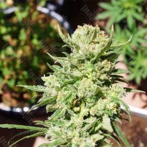 Семена марихуаны Auto G14 feminised Fast Buds