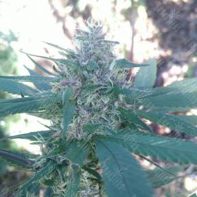 Семена марихуаны Raspberry Diesel feminised Humboldt Seeds