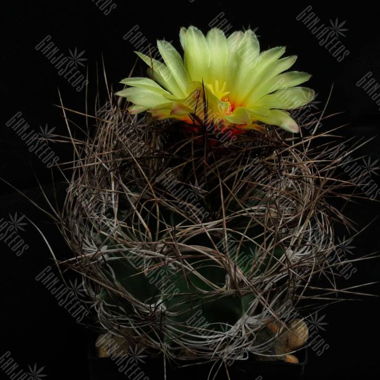 Семена кактусов Astrophytum senile viesca