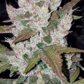 Семена каннабиса Auto Girl Scout Cookies feminised Fast Buds
