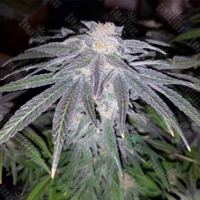 Семена ганжа 707 Truthband by Emerald Mountain feminised Humboldt Seeds