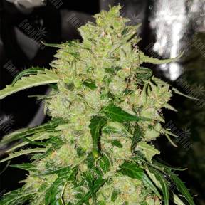 Семена Auto Northern Express feminised Fast Buds