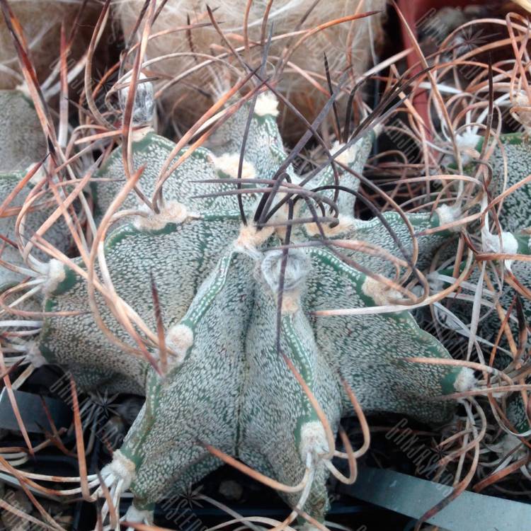 Семена кактуса Astrophytum niveum