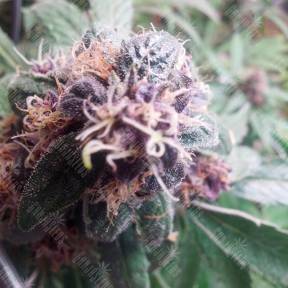 Семена Red Purps feminised Female Seeds