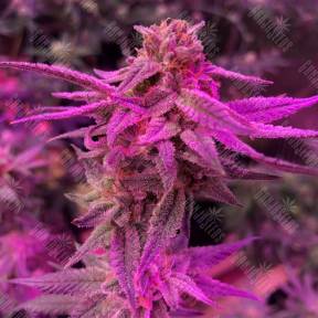 Семена марихуаны Sativa Dream (LOL) feminised Kannabia Seeds