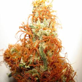 Семена марихуаны Orange Bud regular Dutch Passion Seeds