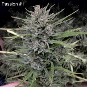 Семена марихуаны Passion #1 regular Dutch Passion Seeds