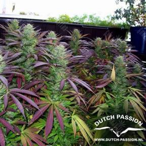Семена марихуаны White Widow regular Dutch Passion Seeds