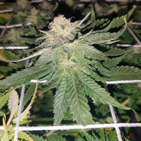 Семена марихуаны Super Skunk regular Nirvana Seeds