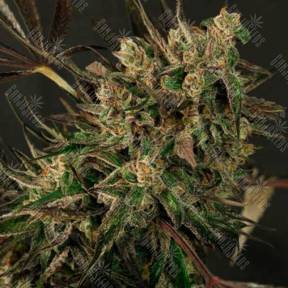 Семена Exotic Colours feminised Exotic Seed