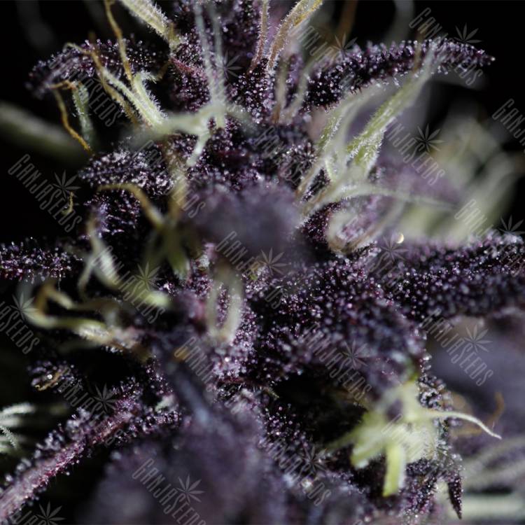 Семена конопли Auto Dark Purple feminised Ganja Seeds