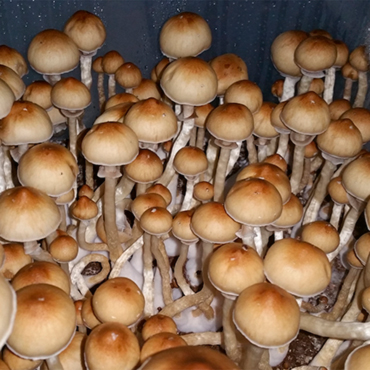 6-rb2 Spori Gribov |  Gallucinogennih  | GanjaSeeds Rossiya Употребление галлюциногенных грибов