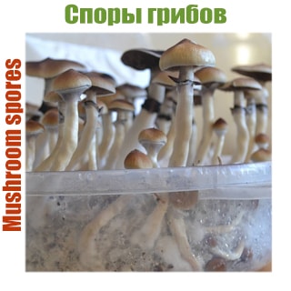 spore-1 Spori Gribov |  Gallucinogennih  | GanjaSeeds Rossiya Споры галлюциногенных грибов