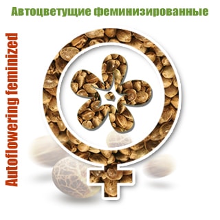 auto-flovar-1 Semena Konopli | Avtocvetyshie feminizirovannie | GanjaSeeds Rossiya Автоцветущие феминизированные сорта конопли