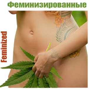 feminised-1 Semena Konopli | Feminizirovannie | GanjaSeeds Rossiya Феминизированные сорта конопли