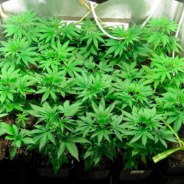 grow-marijuana-indoor Novoe soobshenie! Индика