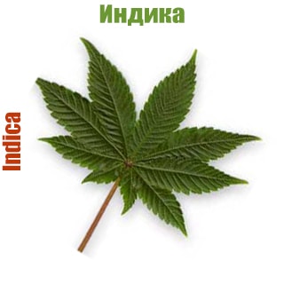 indika-1 Novoe soobshenie! Cannabis indica
