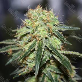 Super-Bud.288x288 Semena Konopli | Medicinskie | GanjaSeeds Rossiya Семена марихуаны Super Bud feminised Ganja Seeds