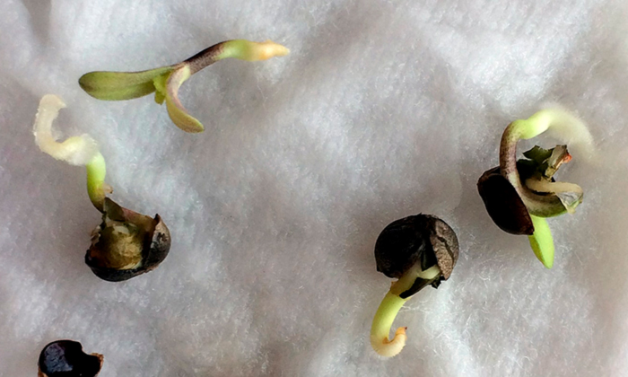 m-tampone-min Virashivanie kannabisa ot A do Ya Инструкция по проращиванию семян конопли