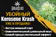Kerosene Krash: Самый мощный сорт марихуаны для любимых клиентов!